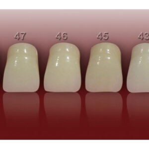 Diente Marche Anterior Superior Color 46