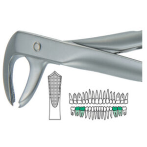 Forcep #7 Inglés Medio Premolar Superior