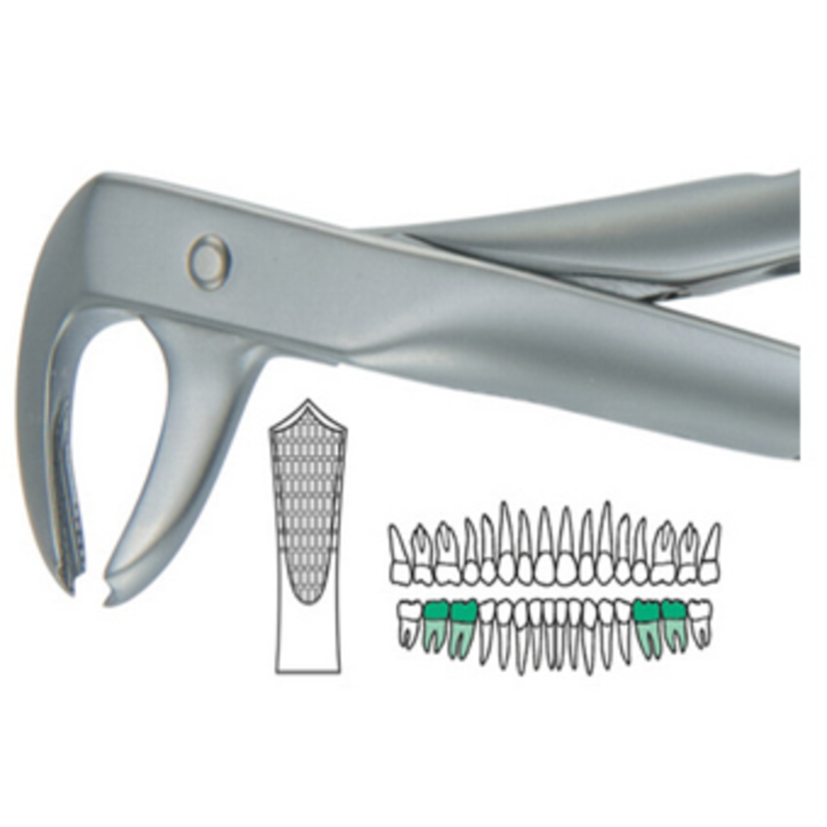 Forcep #7 Inglés Medio Premolar Superior