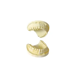 Modelo Yeso Ideal Dentado Completo Par