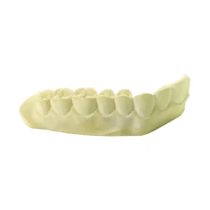 Modelo Yeso Ideal Dentado Lateral